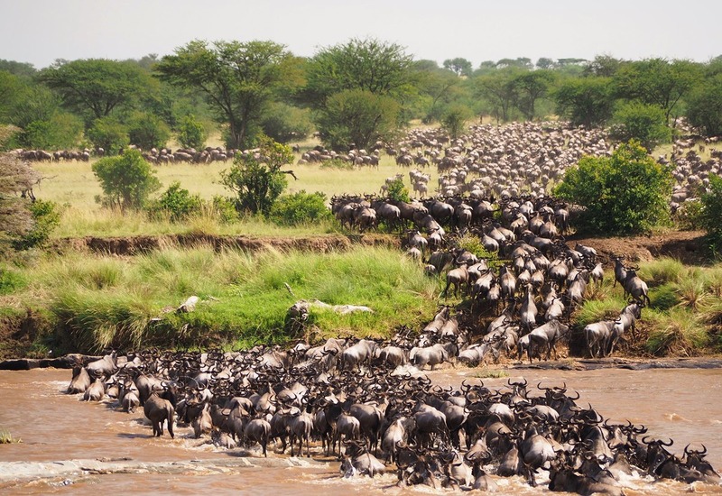 Serengeti Flying  <br>Safari  - 04 Days